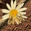 Bow hoops - Bilde 2