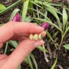 Seashell ring - Bilde 5